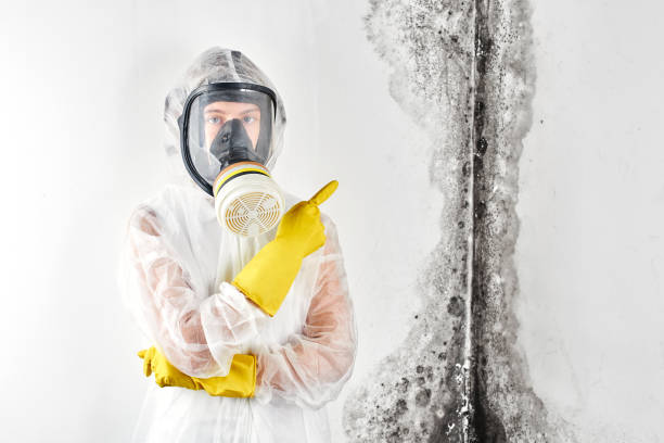 Best Biohazard Mold Removal in USA